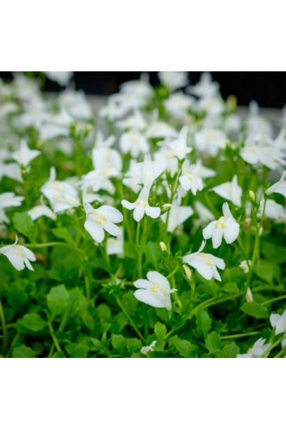 Мазус повзучий білі квіти